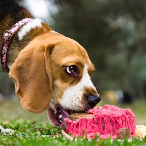 Fun Gender Reveal Ideas Beagle Dog Eating Cake in the Grass